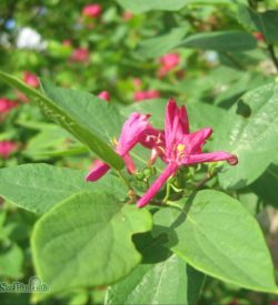Rosentry Arnold Red