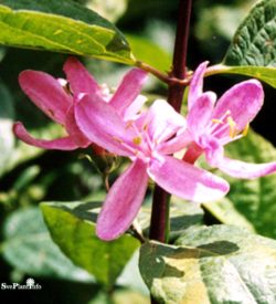 Rosentry Rosea