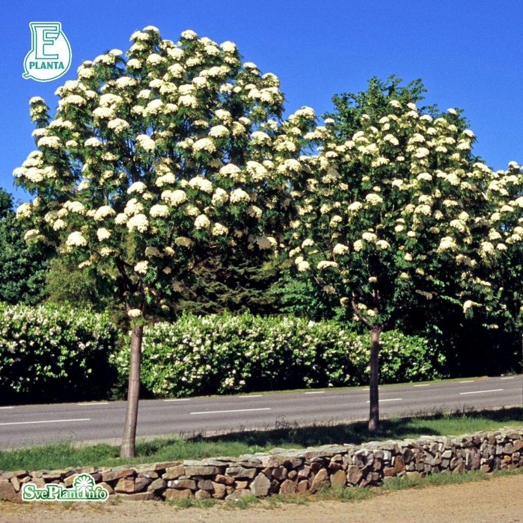 Ullungrönn Dodong 200-225 cm - Strömsbro Plantskola