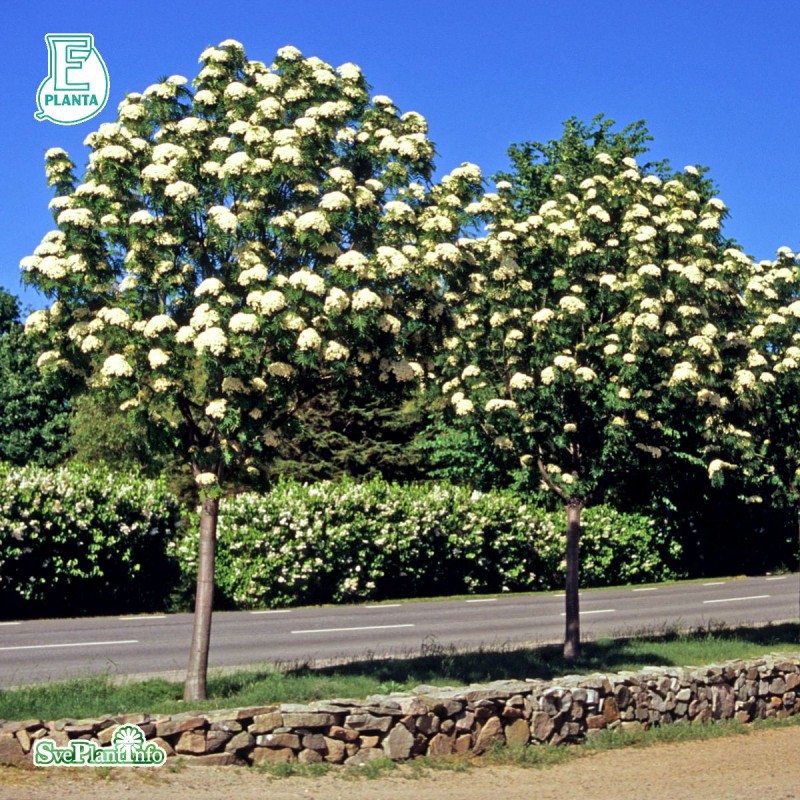 ullungr-nn-dodong-200-225-cm-str-msbro-plantskola
